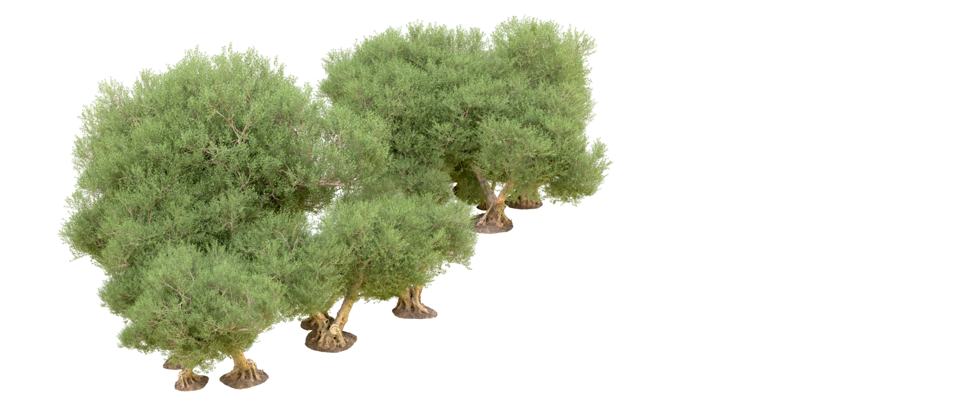 Green forest isolated on background. 3d rendering - illustration png