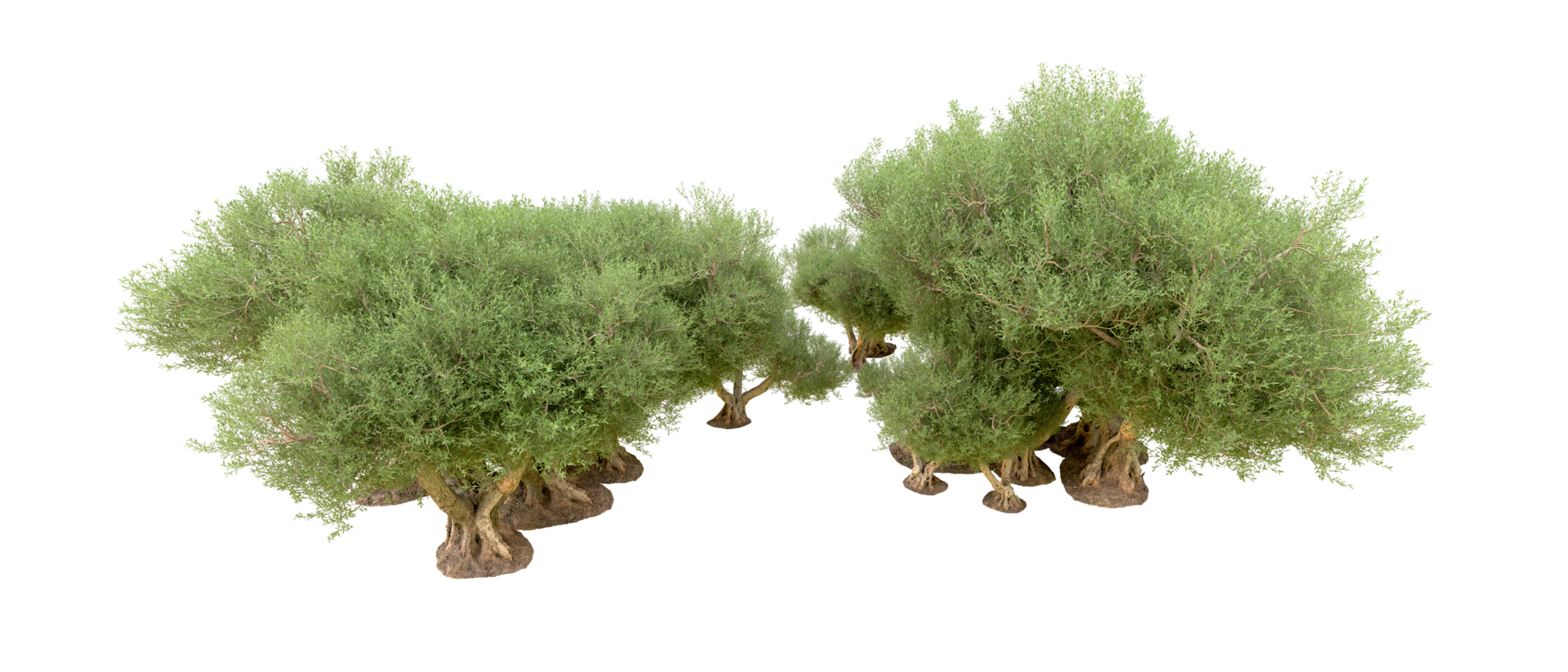 Green forest isolated on background. 3d rendering - illustration png