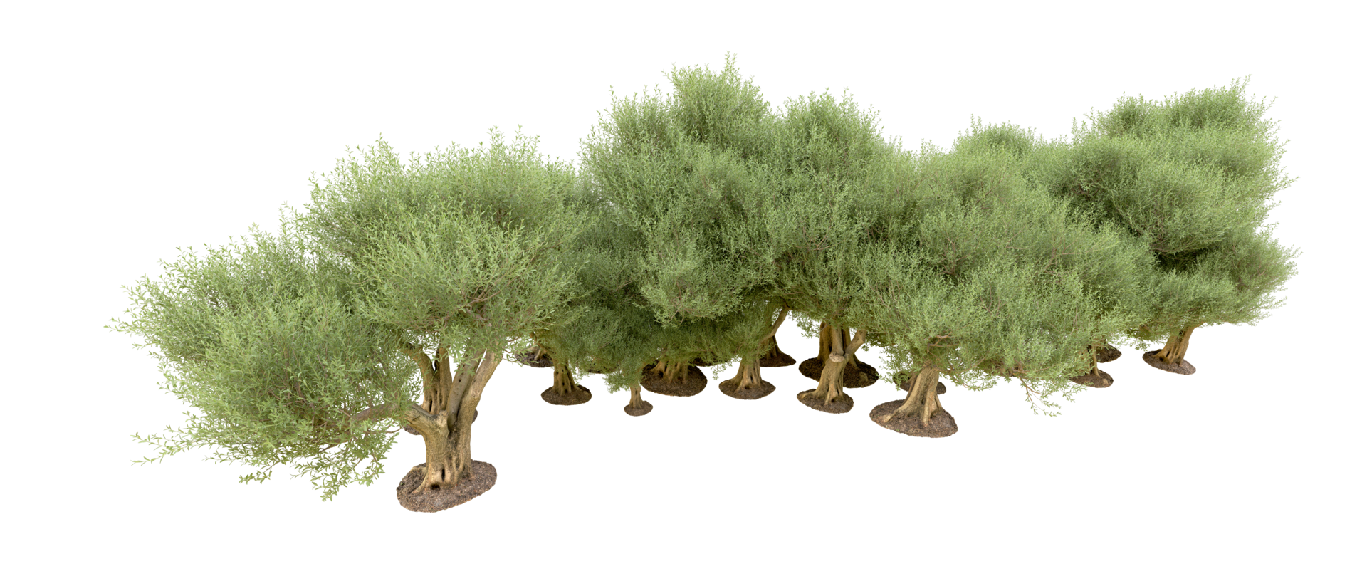 Green forest isolated on background. 3d rendering - illustration png