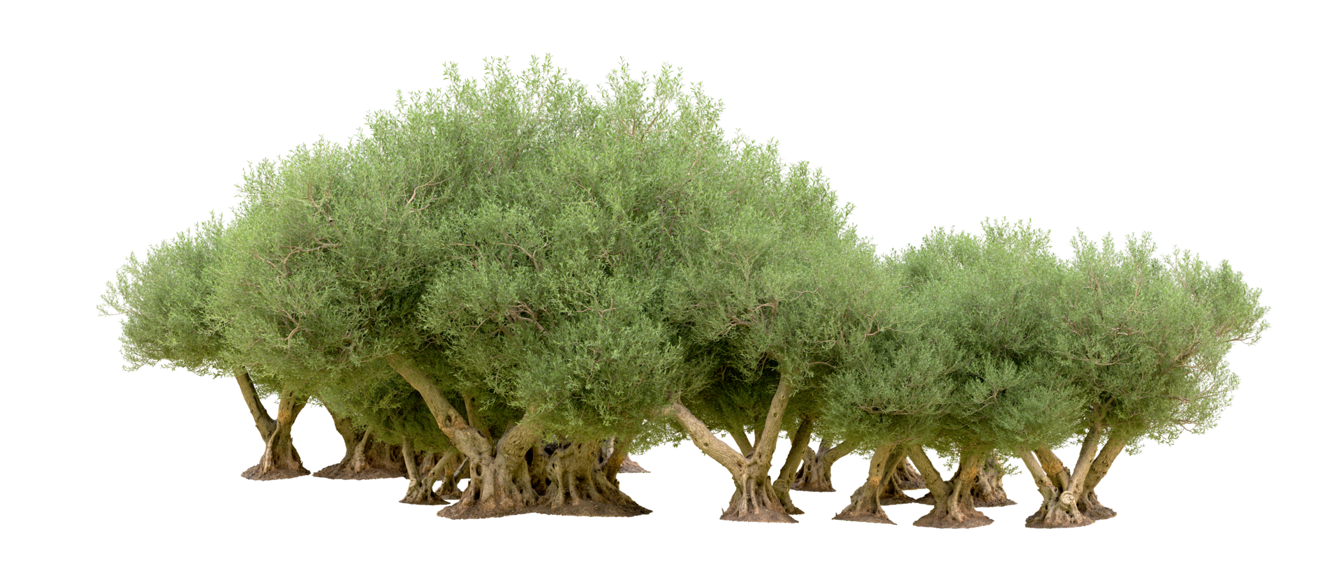 Green forest isolated on background. 3d rendering - illustration png