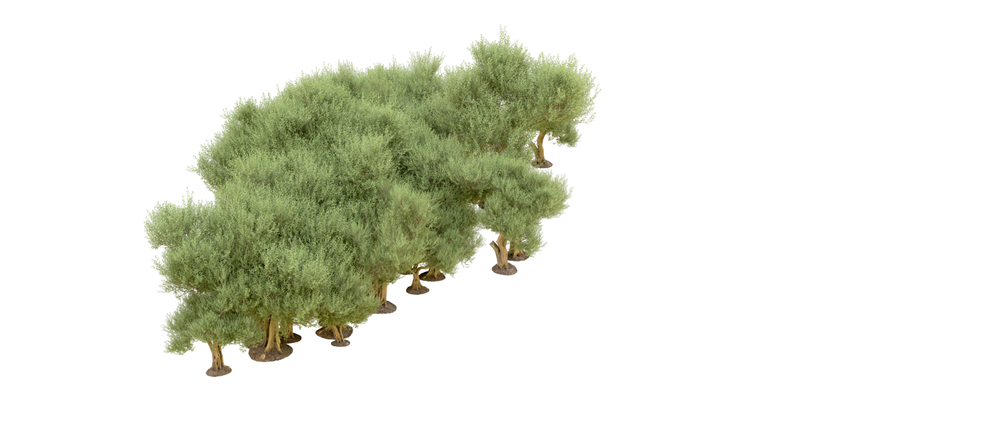 Green forest isolated on background. 3d rendering - illustration png