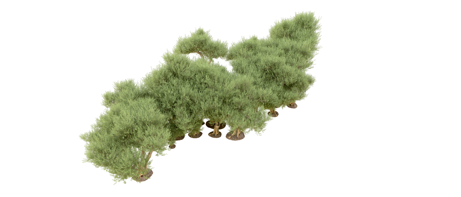 Green forest isolated on background. 3d rendering - illustration png