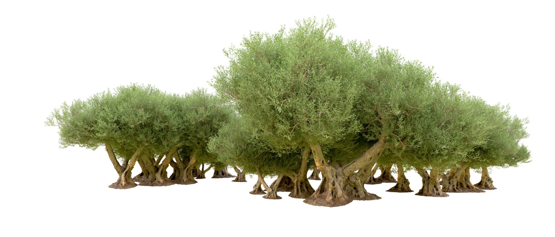 Green forest isolated on background. 3d rendering - illustration png
