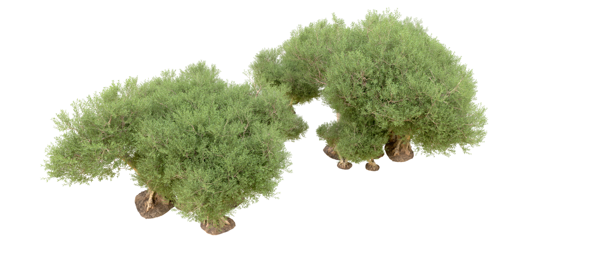 Green forest isolated on background. 3d rendering - illustration png