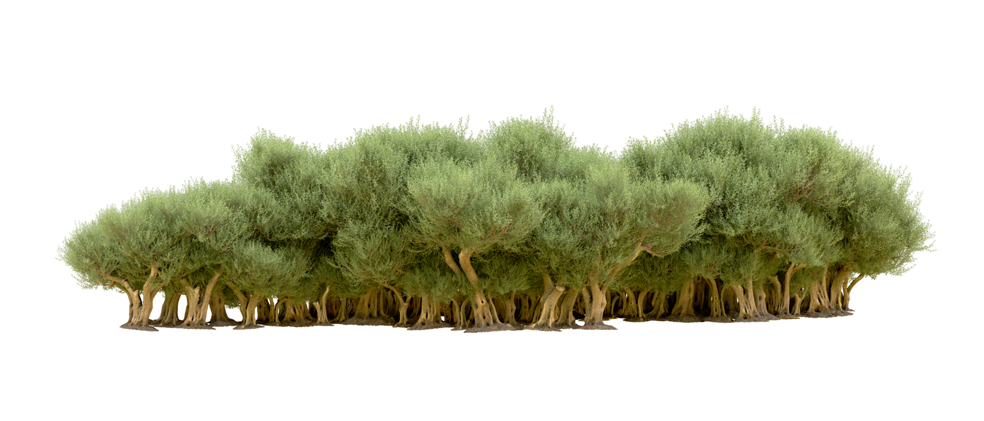 Green forest isolated on background. 3d rendering - illustration png