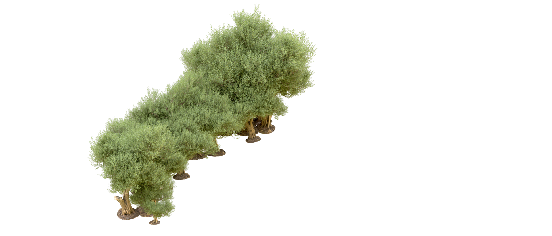 Green forest isolated on background. 3d rendering - illustration png
