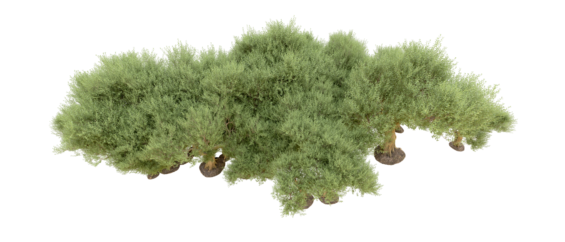 Green forest isolated on background. 3d rendering - illustration png