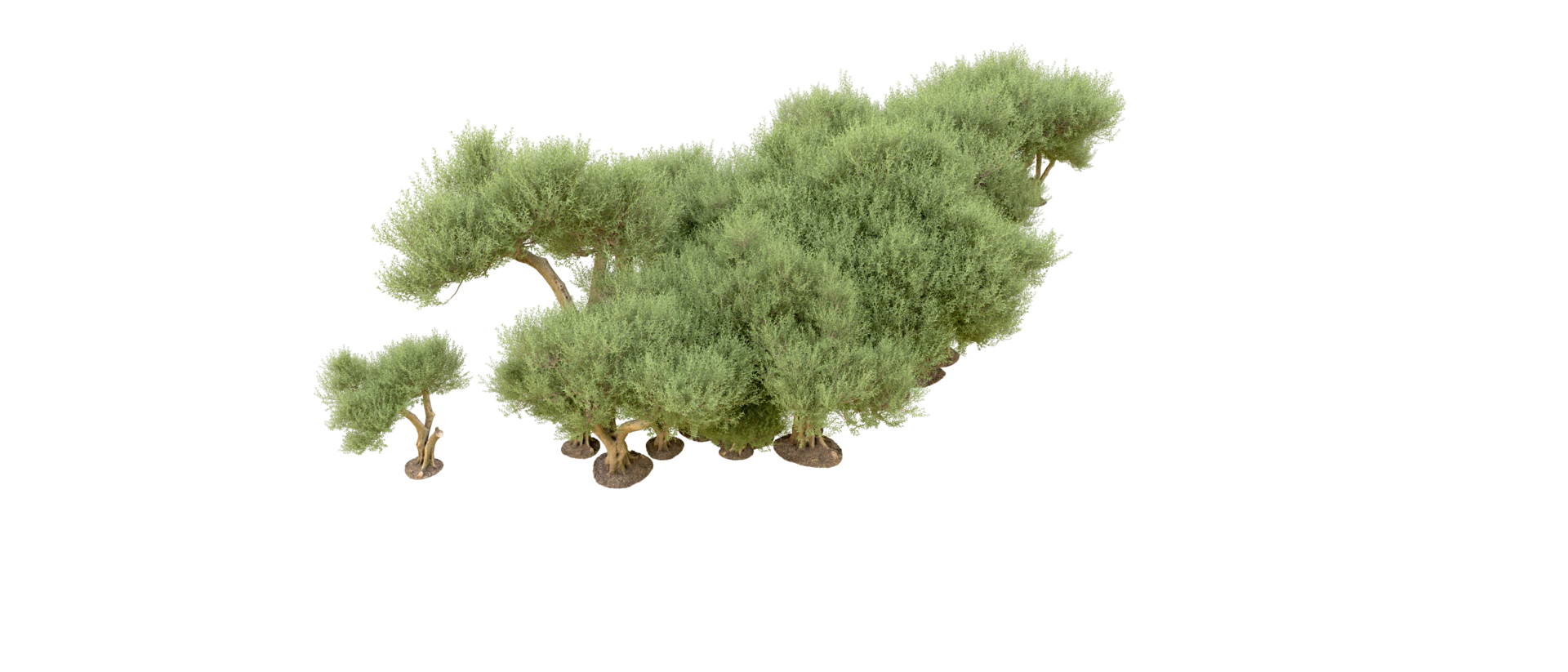 Green forest isolated on background. 3d rendering - illustration png