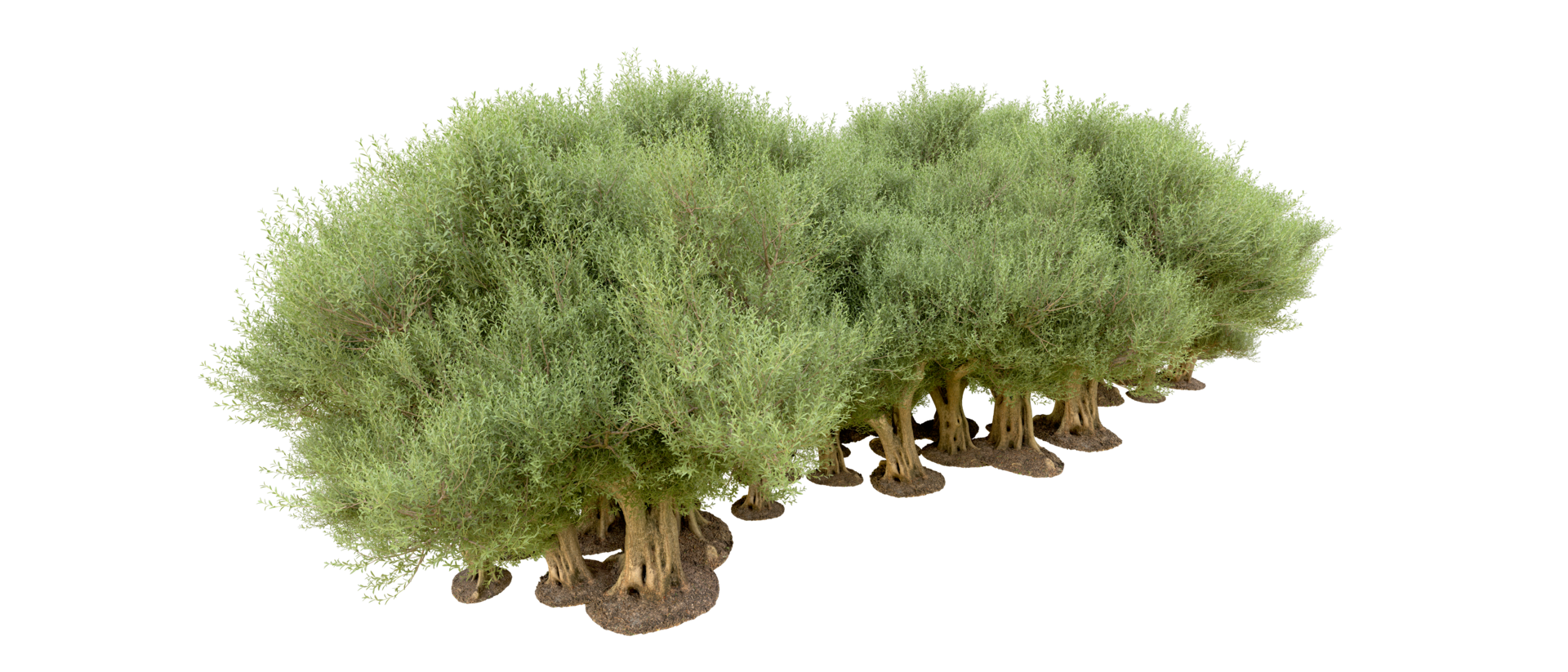 Green forest isolated on background. 3d rendering - illustration png
