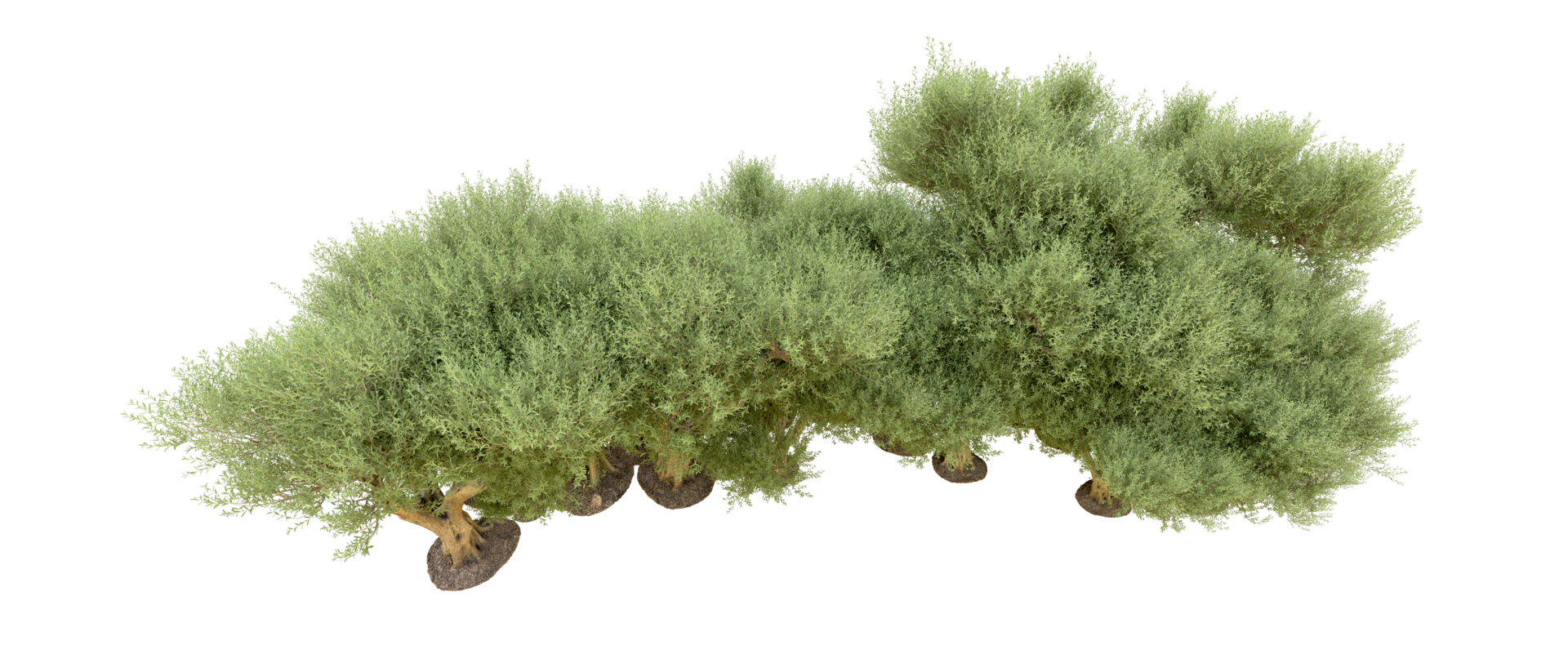 Green forest isolated on background. 3d rendering - illustration png