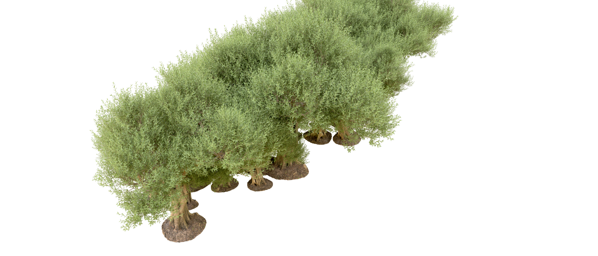 Green forest isolated on background. 3d rendering - illustration png