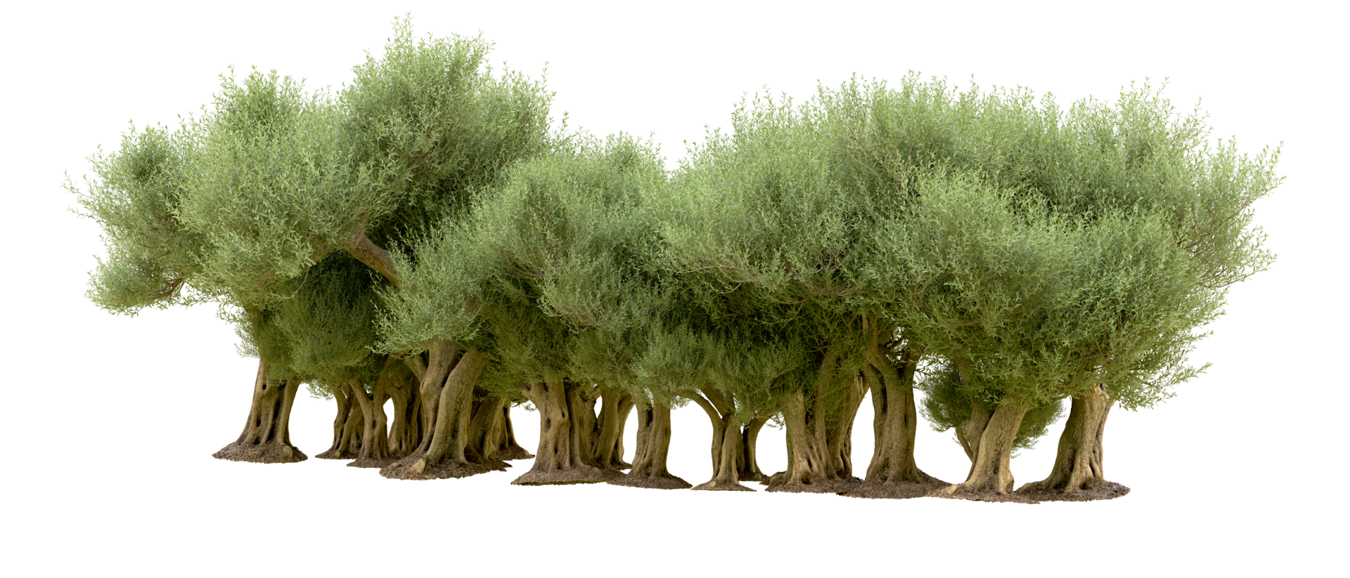 Green forest isolated on background. 3d rendering - illustration png