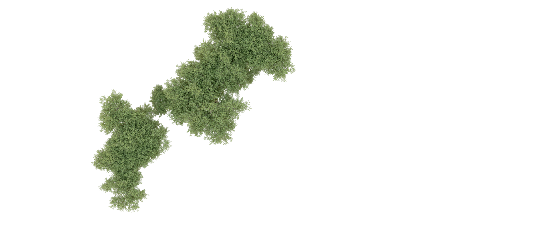 Green forest isolated on background. 3d rendering - illustration png