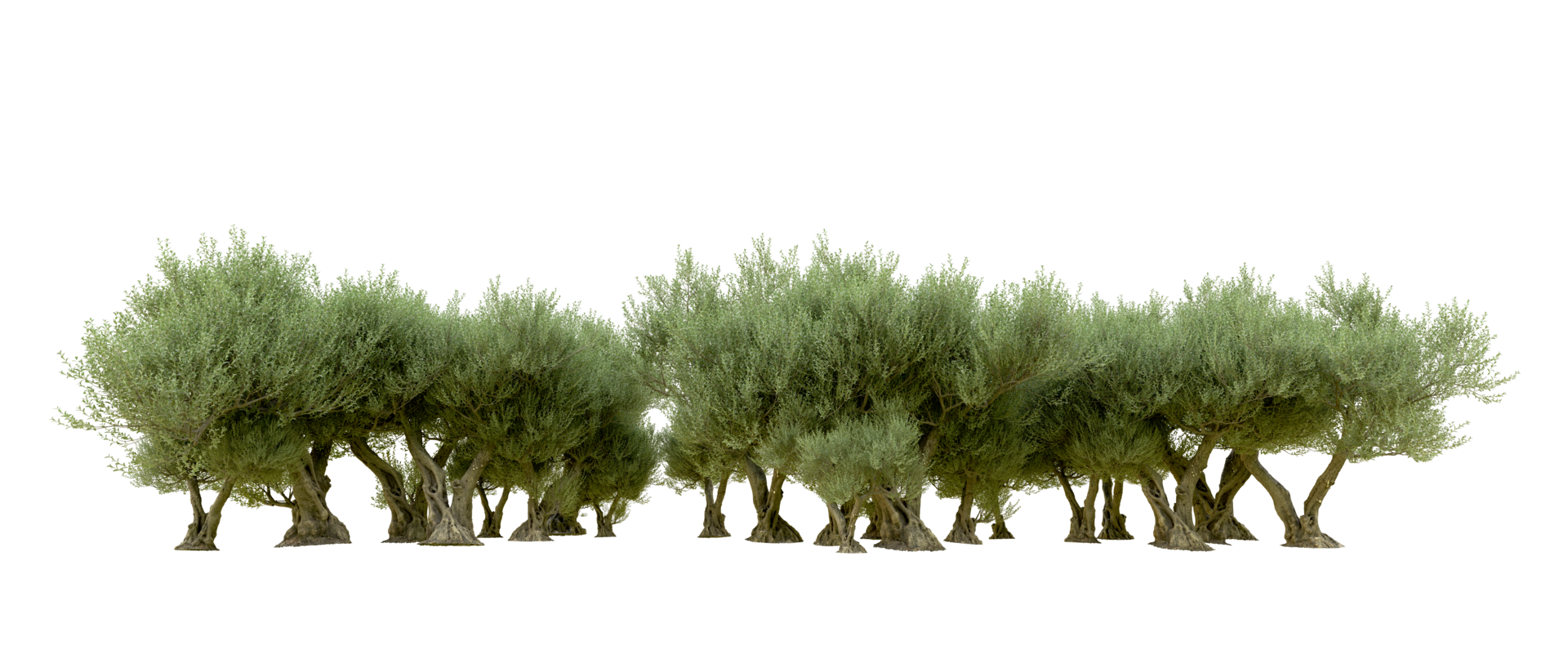 Green forest isolated on background. 3d rendering - illustration png