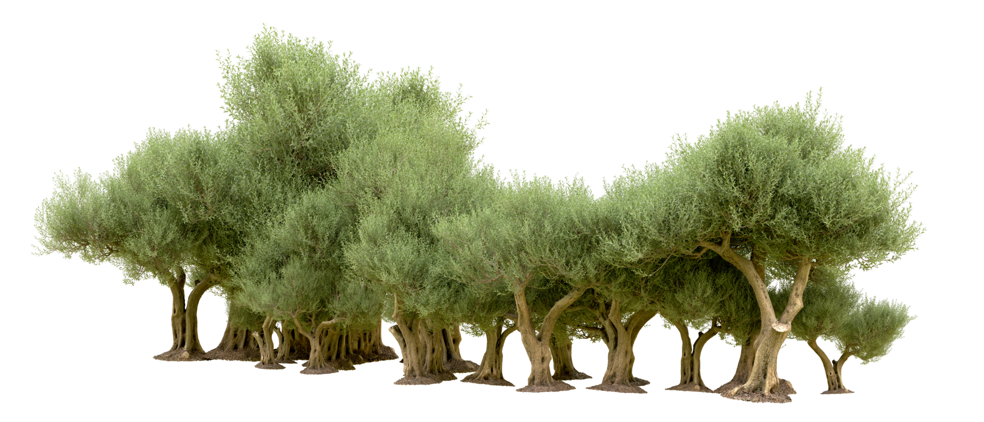 Green forest isolated on background. 3d rendering - illustration png