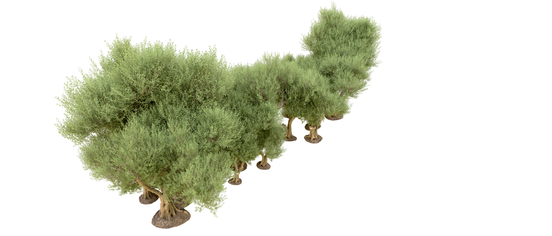 verde floresta isolado em fundo. 3d Renderização - ilustração png