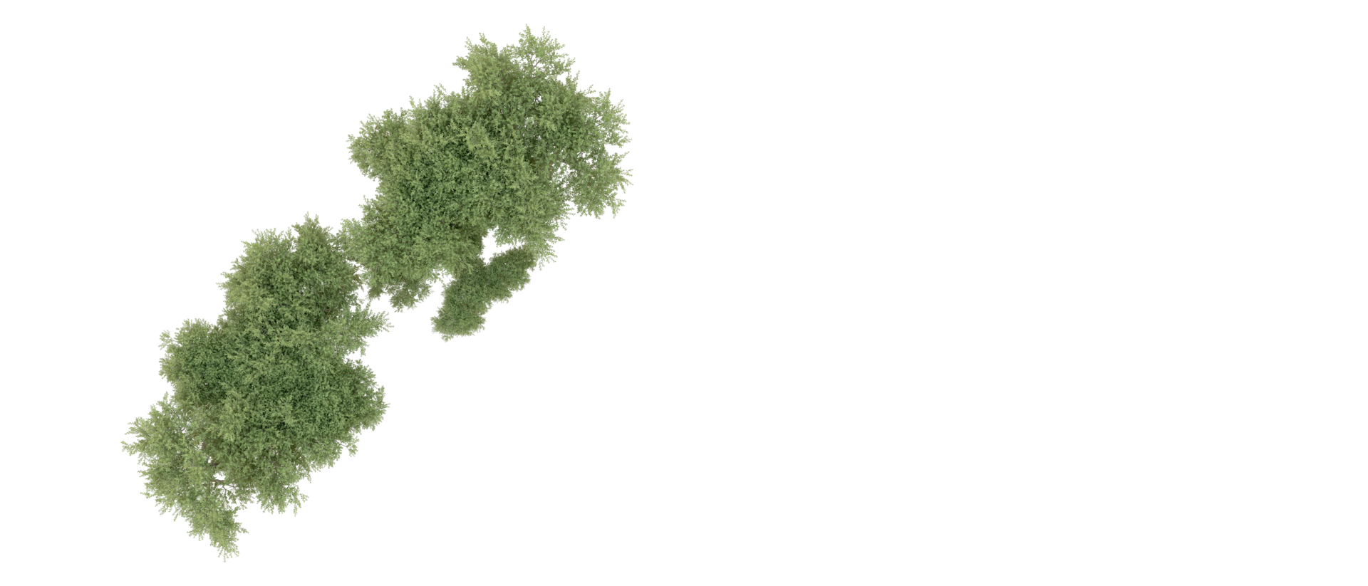 Green forest isolated on background. 3d rendering - illustration png