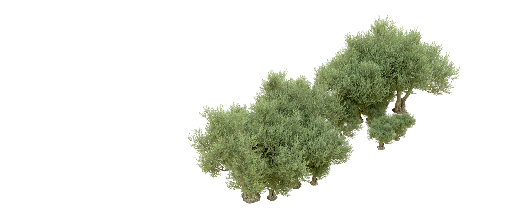 Green forest isolated on background. 3d rendering - illustration png