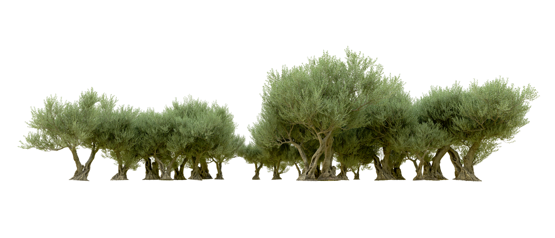 Green forest isolated on background. 3d rendering - illustration png