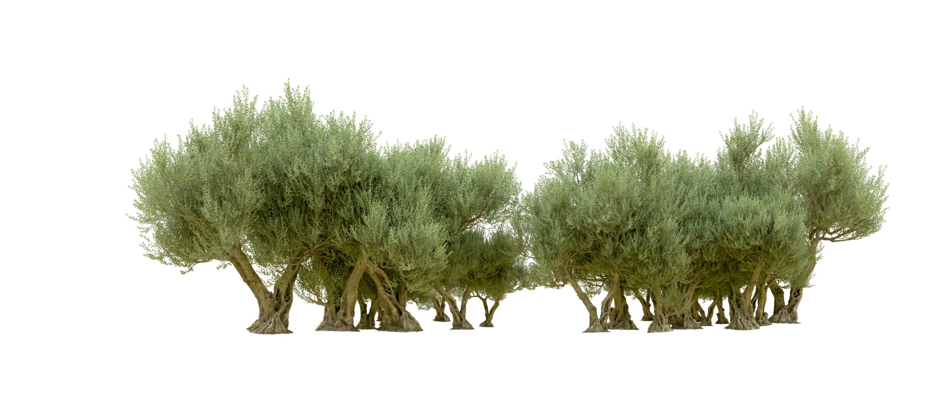 Green forest isolated on background. 3d rendering - illustration png