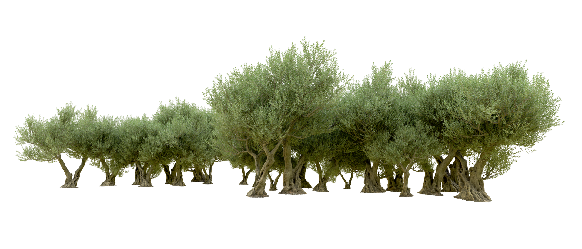 Green forest isolated on background. 3d rendering - illustration png