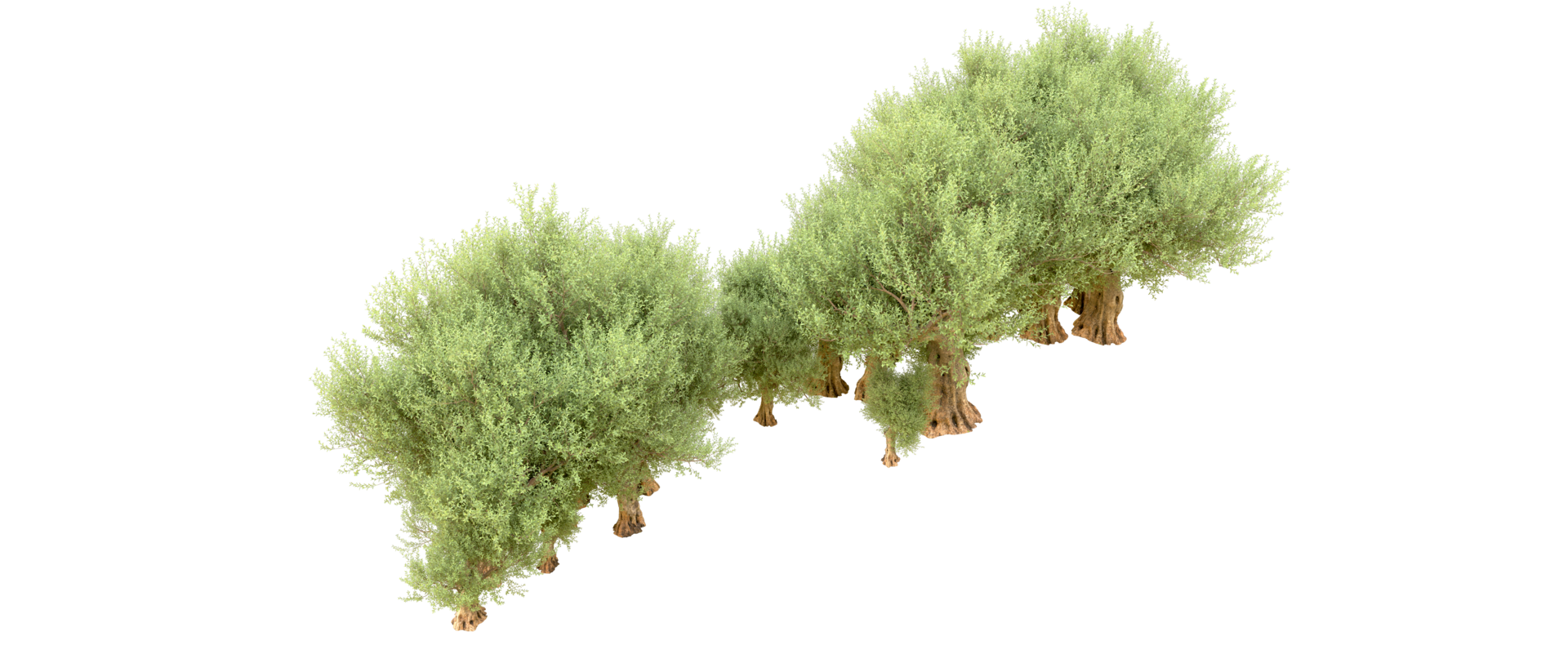 Green forest isolated on background. 3d rendering - illustration png