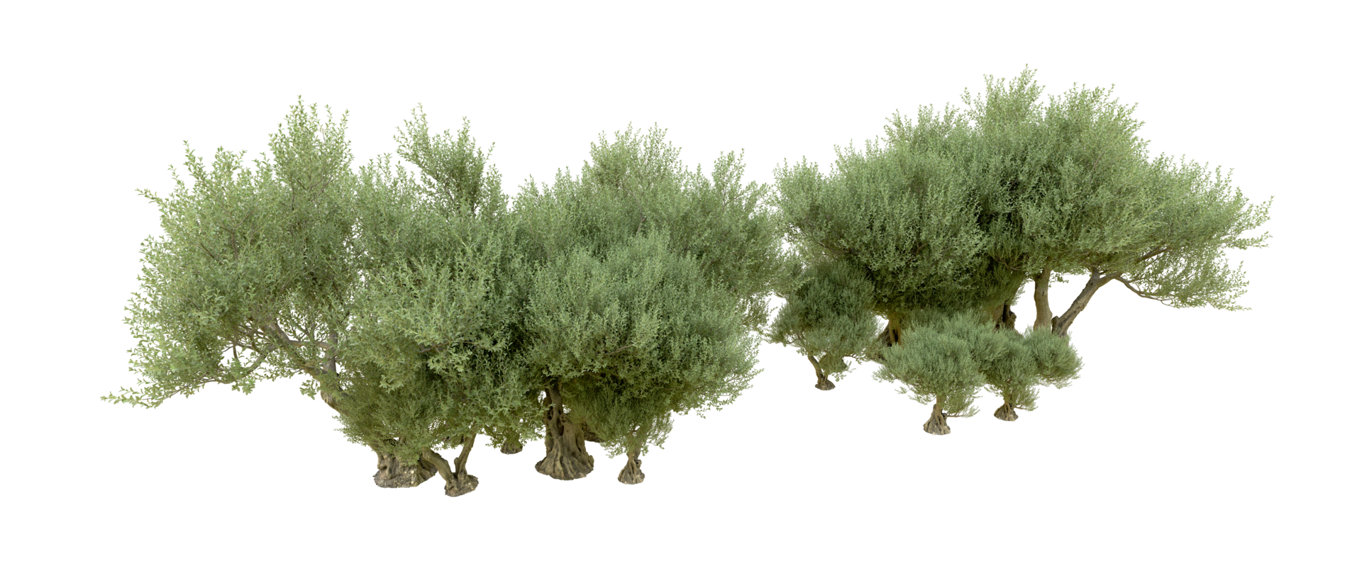 Green forest isolated on background. 3d rendering - illustration png