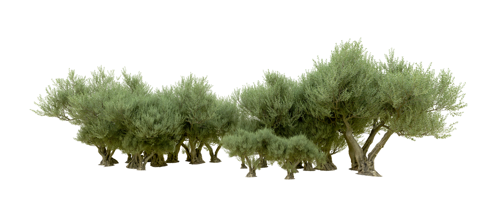 Green forest isolated on background. 3d rendering - illustration png