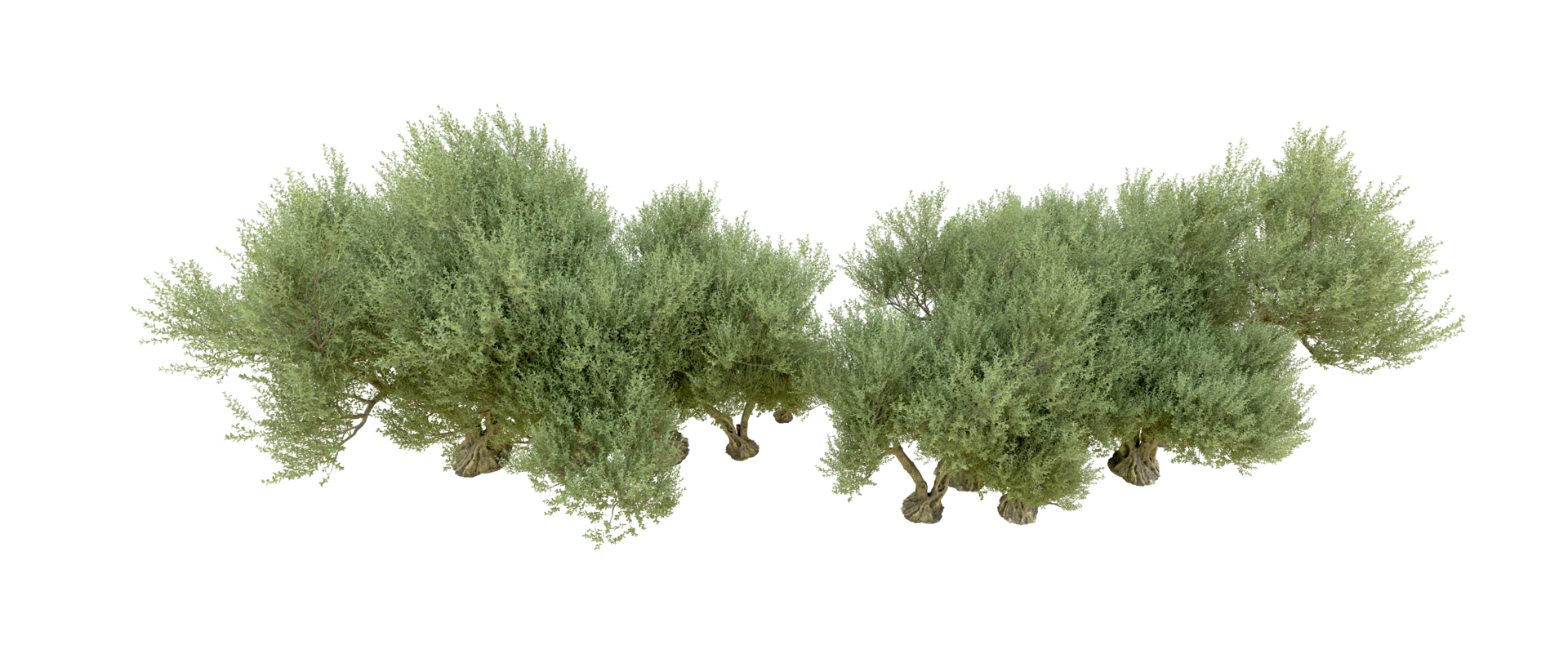 Green forest isolated on background. 3d rendering - illustration png