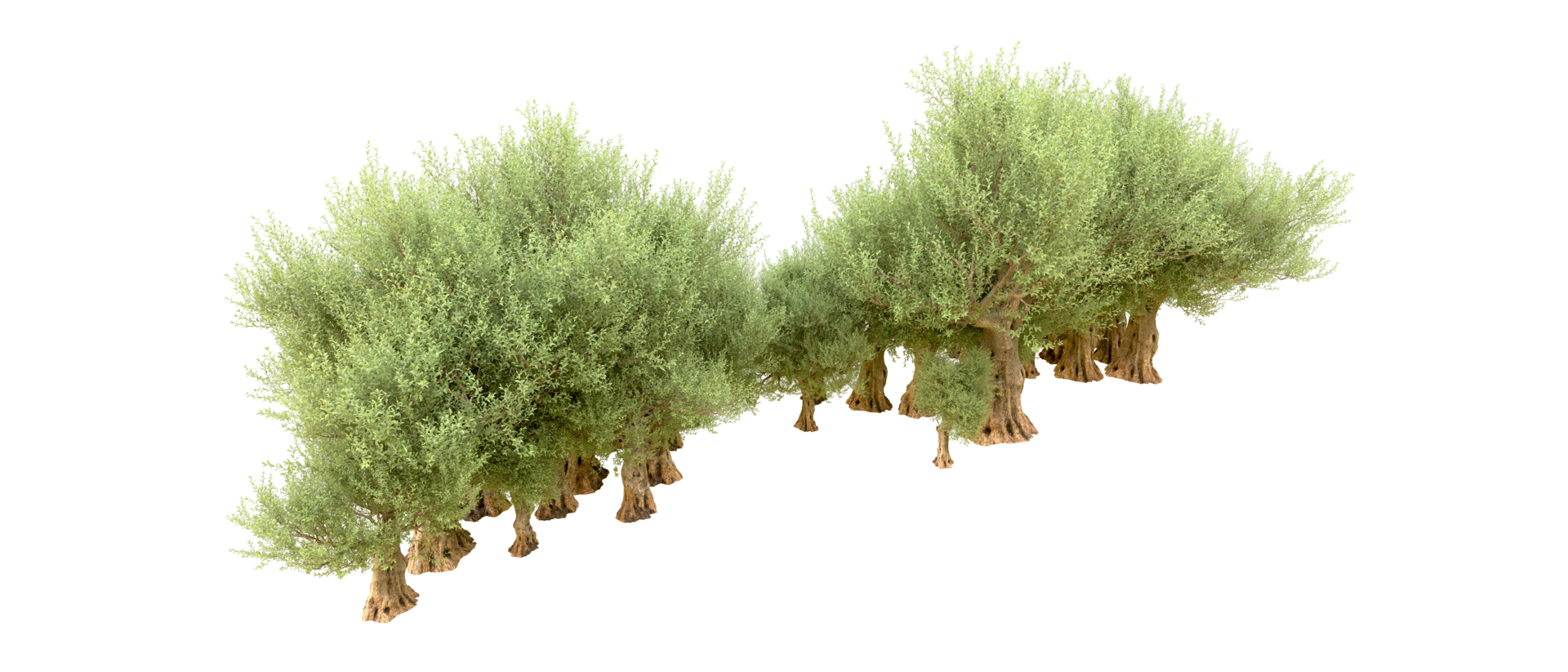 Green forest isolated on background. 3d rendering - illustration png
