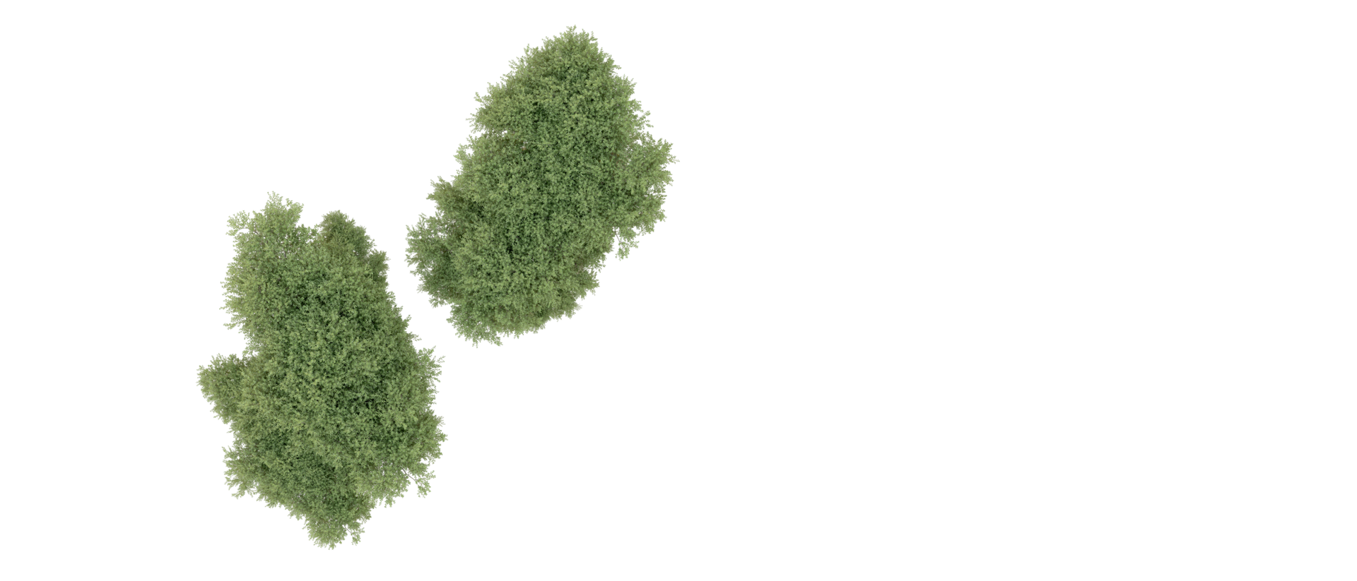 Green forest isolated on background. 3d rendering - illustration png