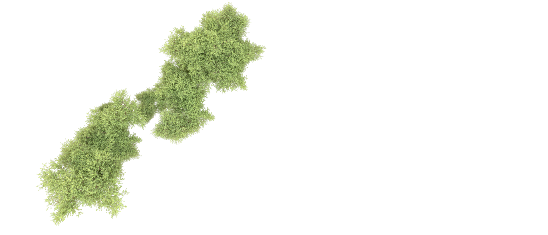 Green forest isolated on background. 3d rendering - illustration png