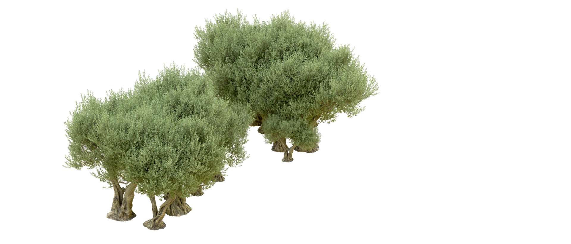Green forest isolated on background. 3d rendering - illustration png