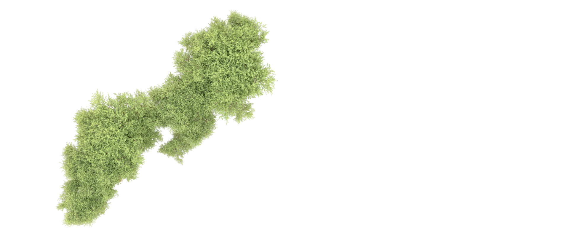 Green forest isolated on background. 3d rendering - illustration png