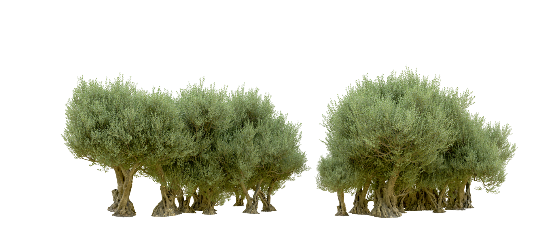 Green forest isolated on background. 3d rendering - illustration png