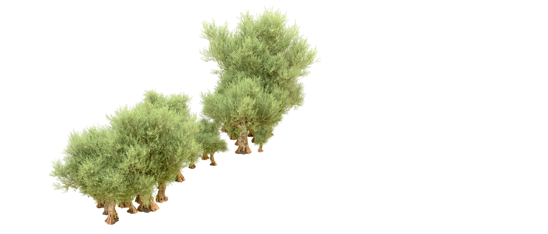 Green forest isolated on background. 3d rendering - illustration png