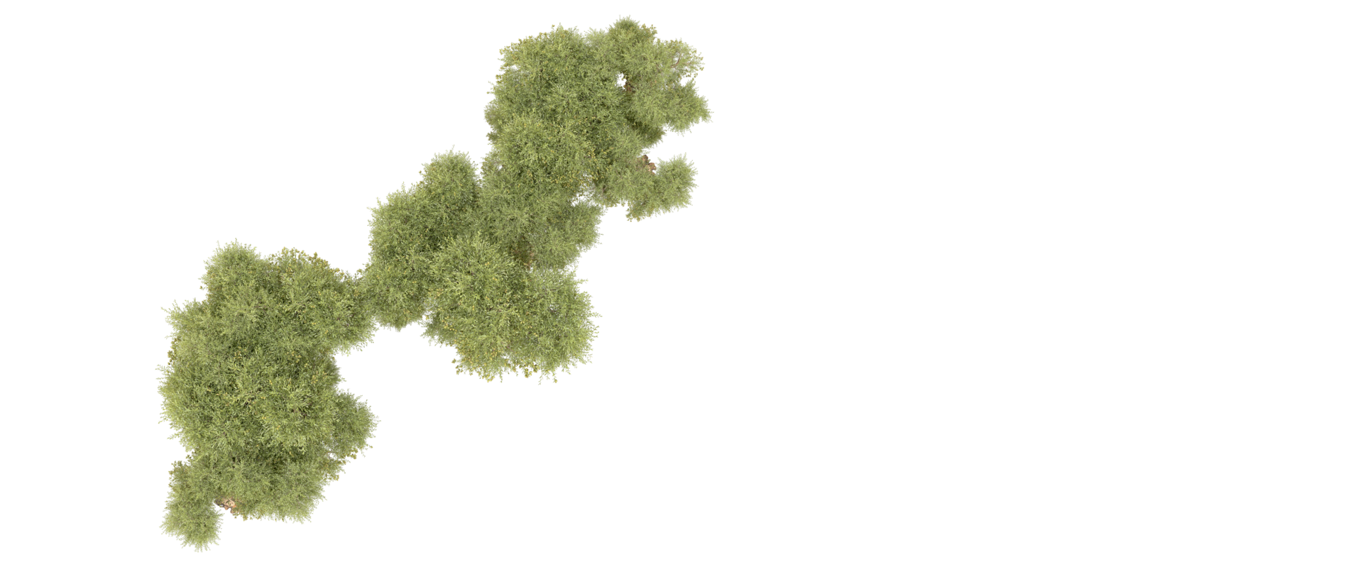 Green forest isolated on background. 3d rendering - illustration png