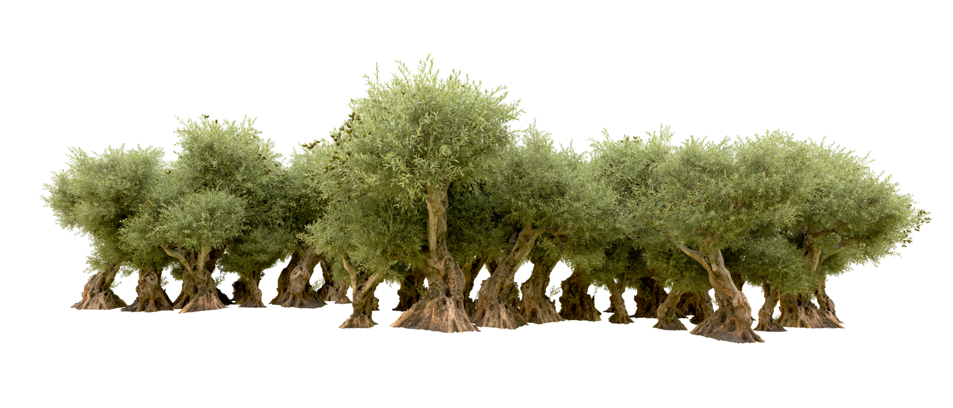 Green forest isolated on background. 3d rendering - illustration png
