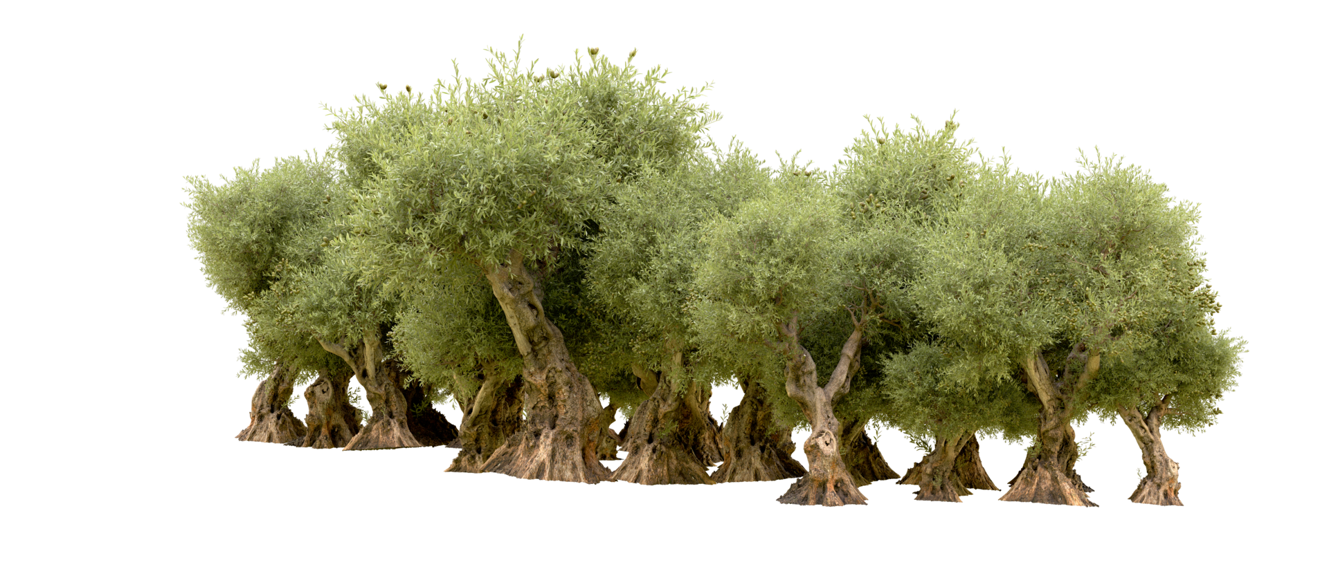 Green forest isolated on background. 3d rendering - illustration png