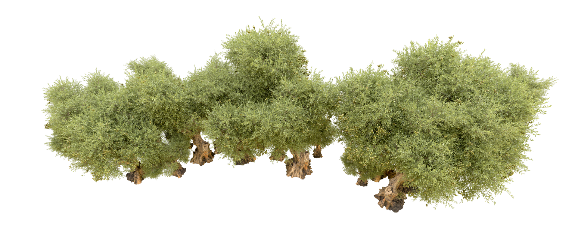 Green forest isolated on background. 3d rendering - illustration png