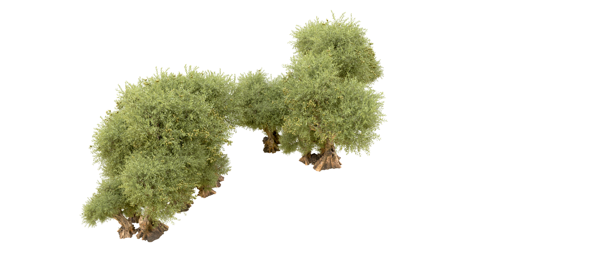 Green forest isolated on background. 3d rendering - illustration png