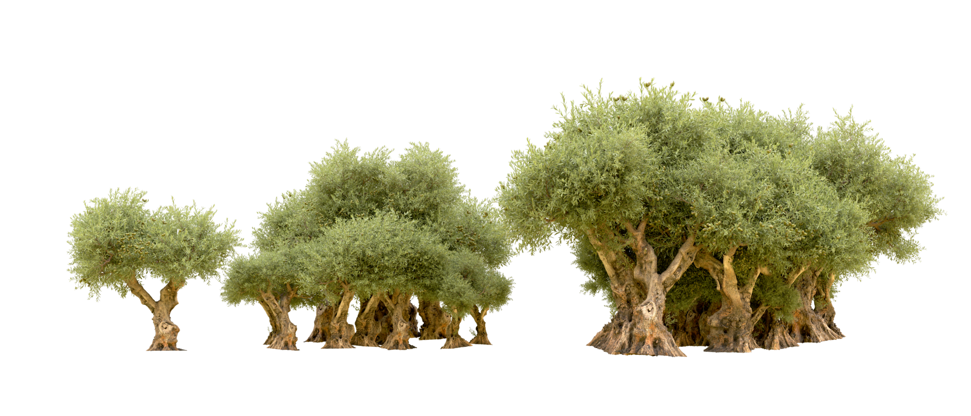 Green forest isolated on background. 3d rendering - illustration png