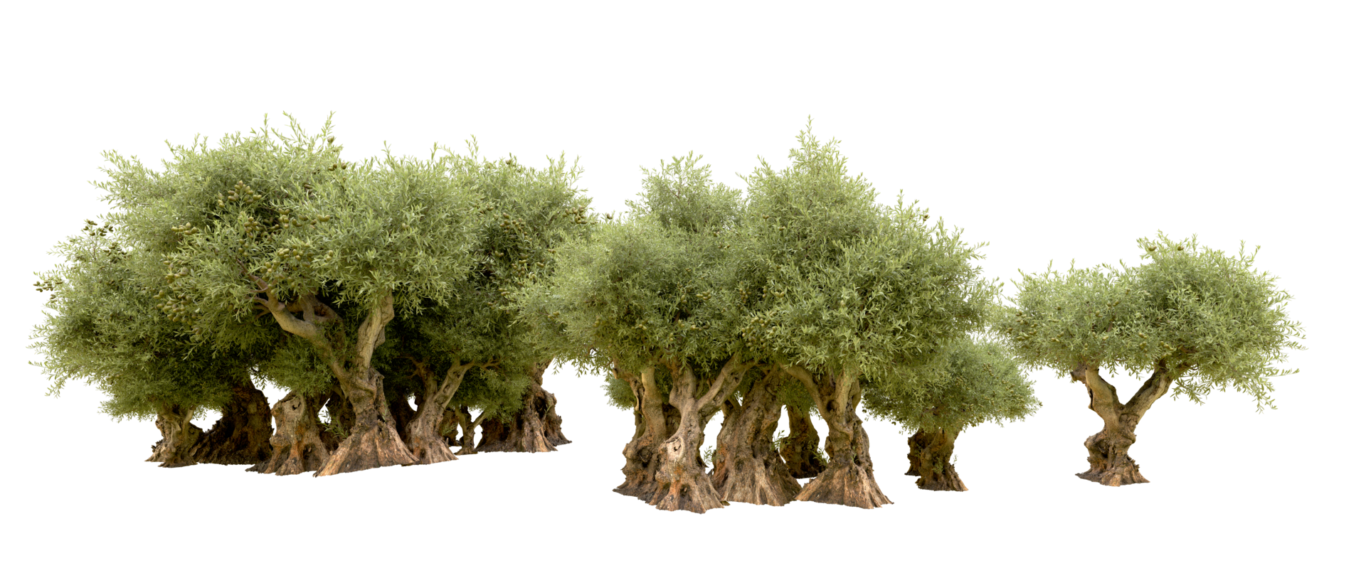 Green forest isolated on background. 3d rendering - illustration png