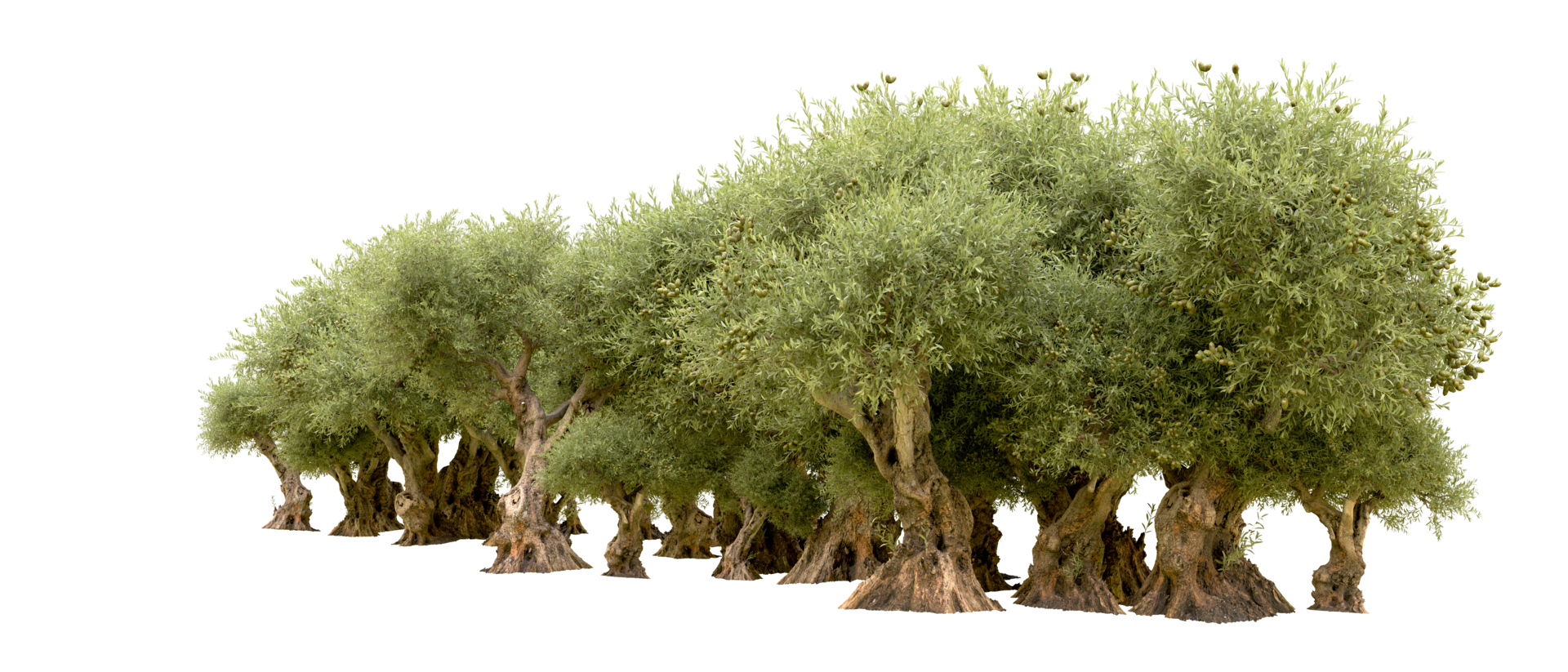 Green forest isolated on background. 3d rendering - illustration png