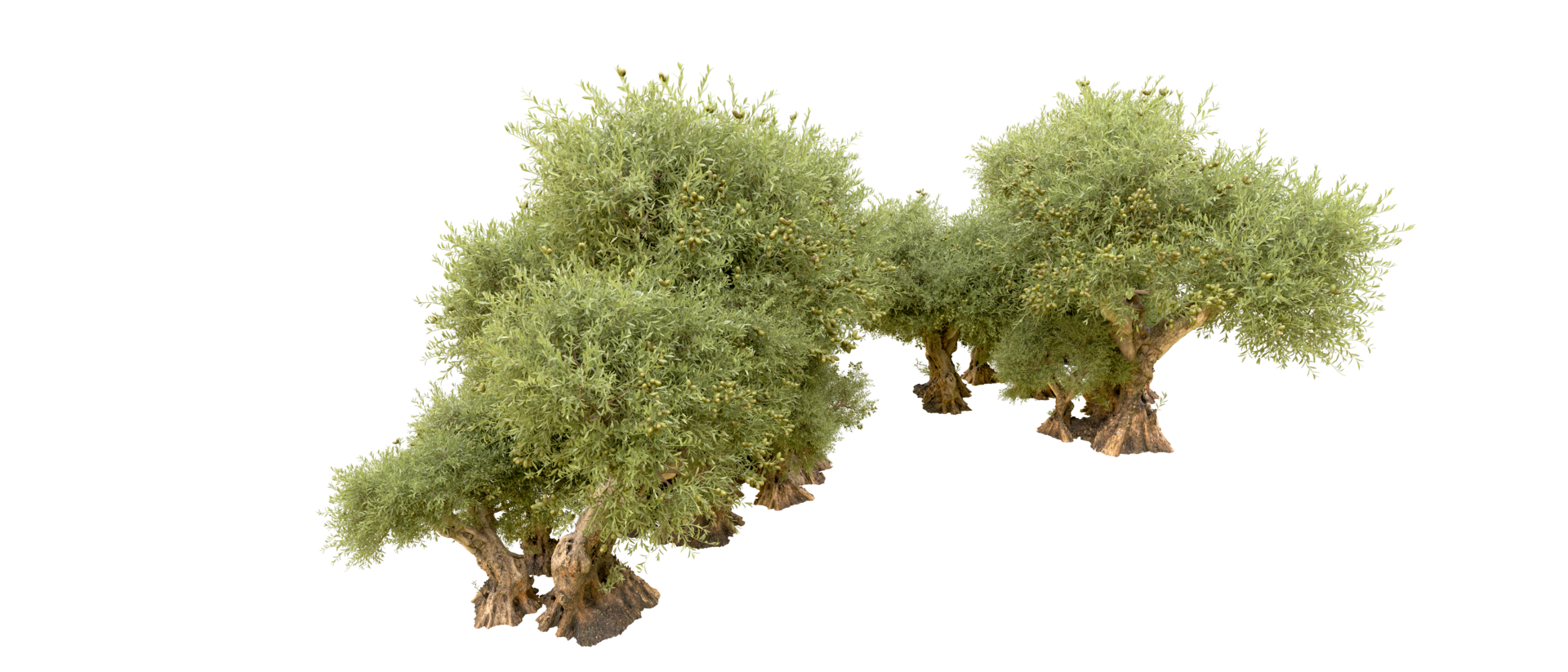 Green forest isolated on background. 3d rendering - illustration png