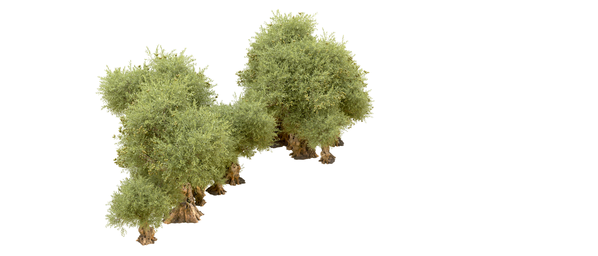 Green forest isolated on background. 3d rendering - illustration png