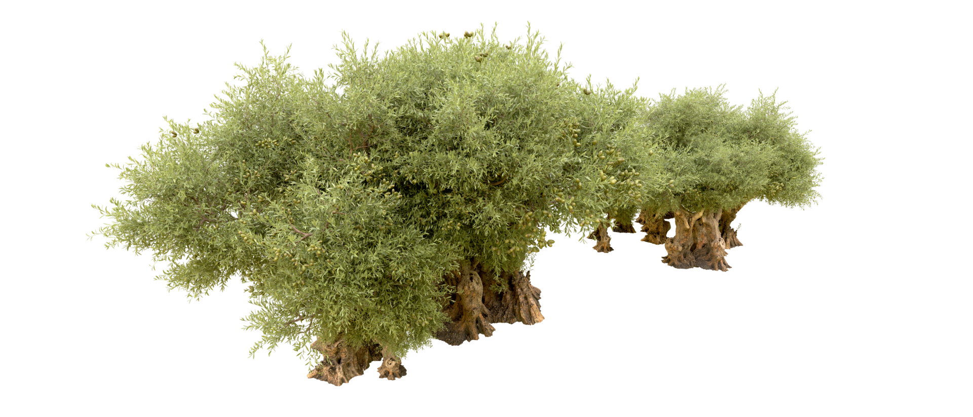 Green forest isolated on background. 3d rendering - illustration png
