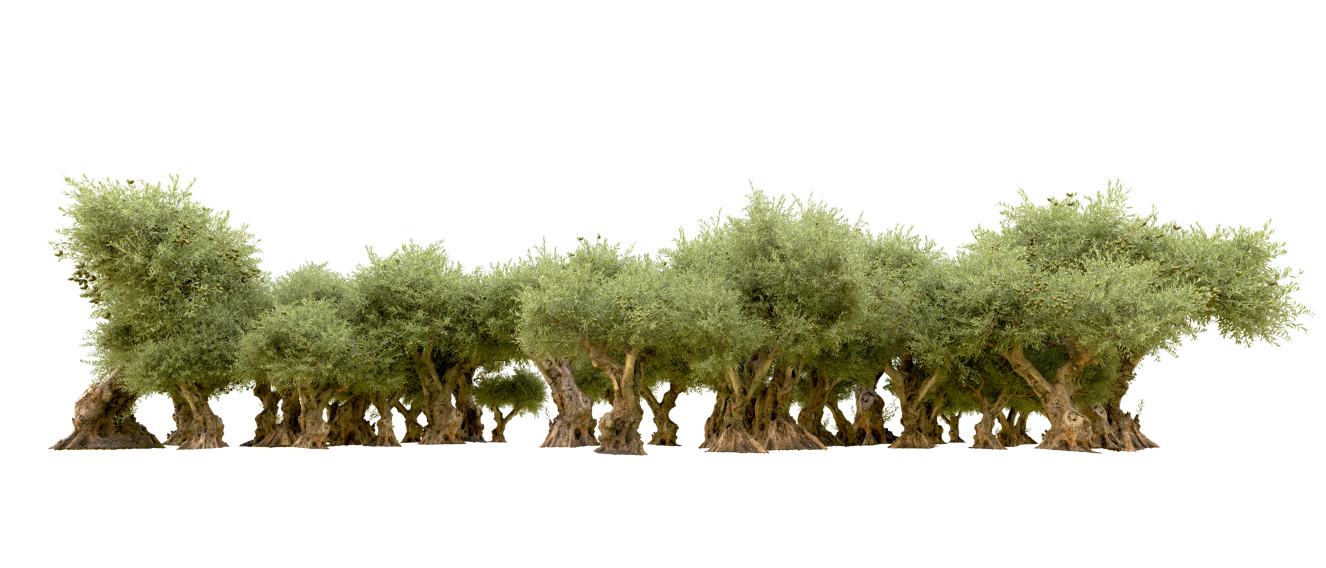 Green forest isolated on background. 3d rendering - illustration png