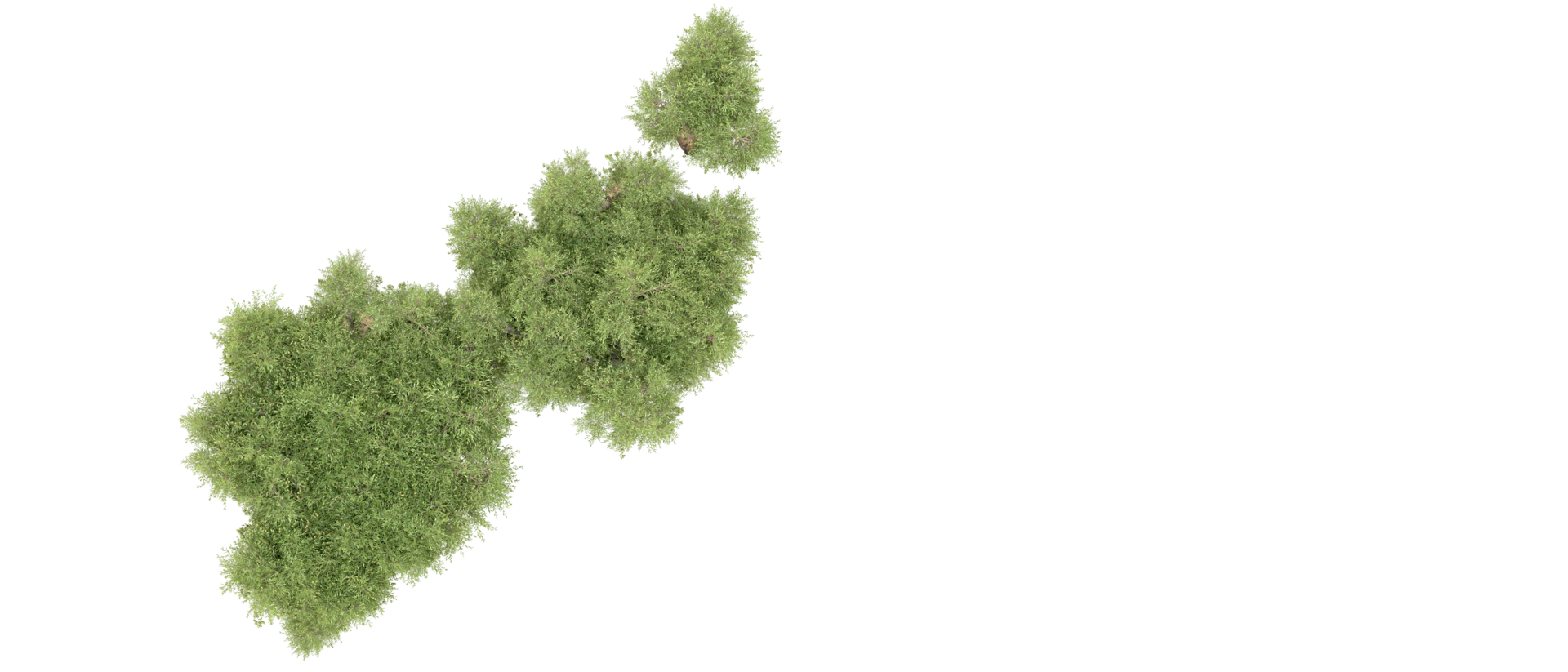 Green forest isolated on background. 3d rendering - illustration png