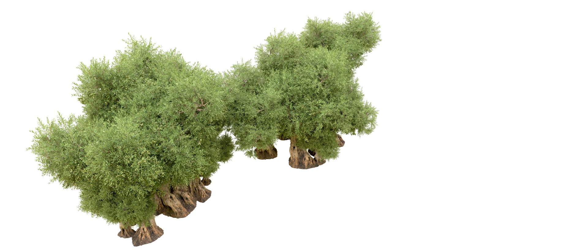 Green forest isolated on background. 3d rendering - illustration png